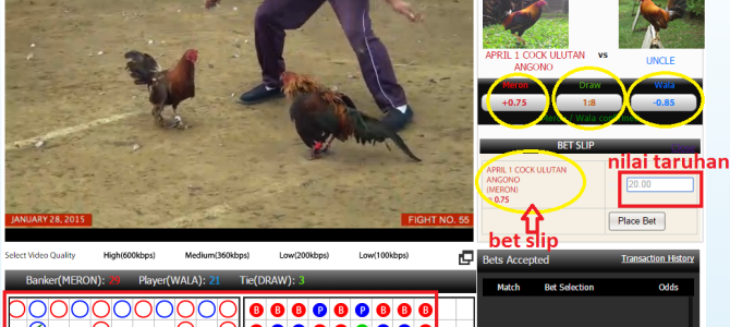 CARA DAFTAR DAN TARUHAN SABUNG AYAM